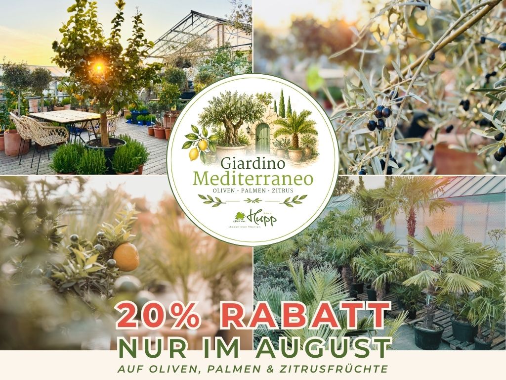 Giardino Mediterraneo 🌴 Den Süden zu Hause genießen ☀️