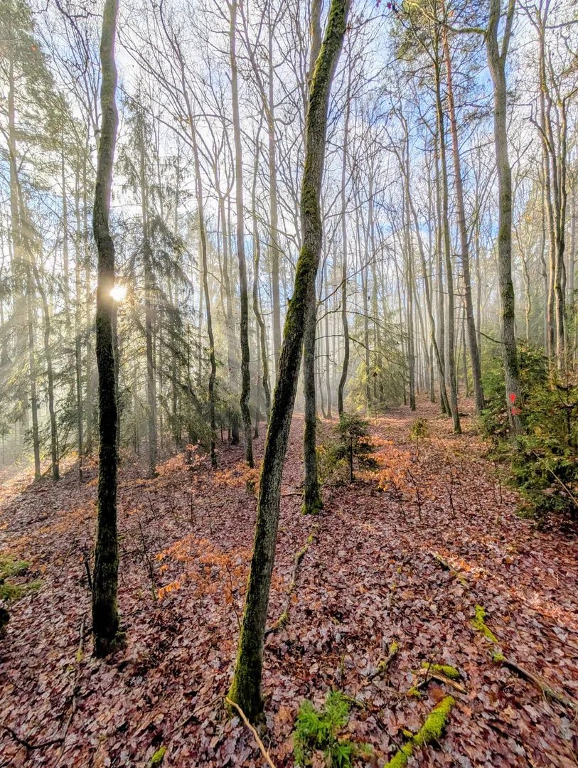 Flurneuordnung Rödles 4 - Der Planentwurf liegt in der Zeit vom 17.03.2026 mit 31.03.2026 in der Gemeinde Bastheim im Rathaus aus.