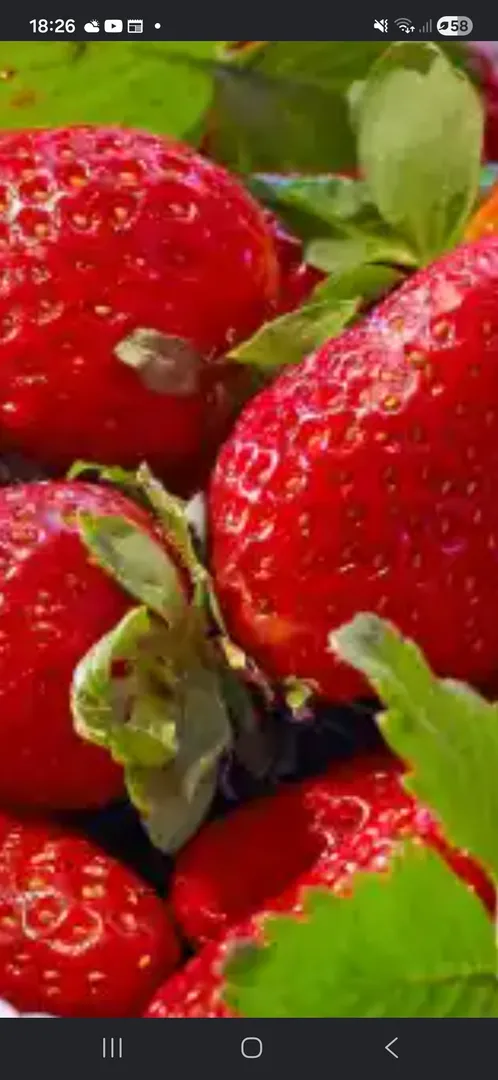 Erdbeeren 🍓  vom Erdbeerbayer im Creativ&Lecker 