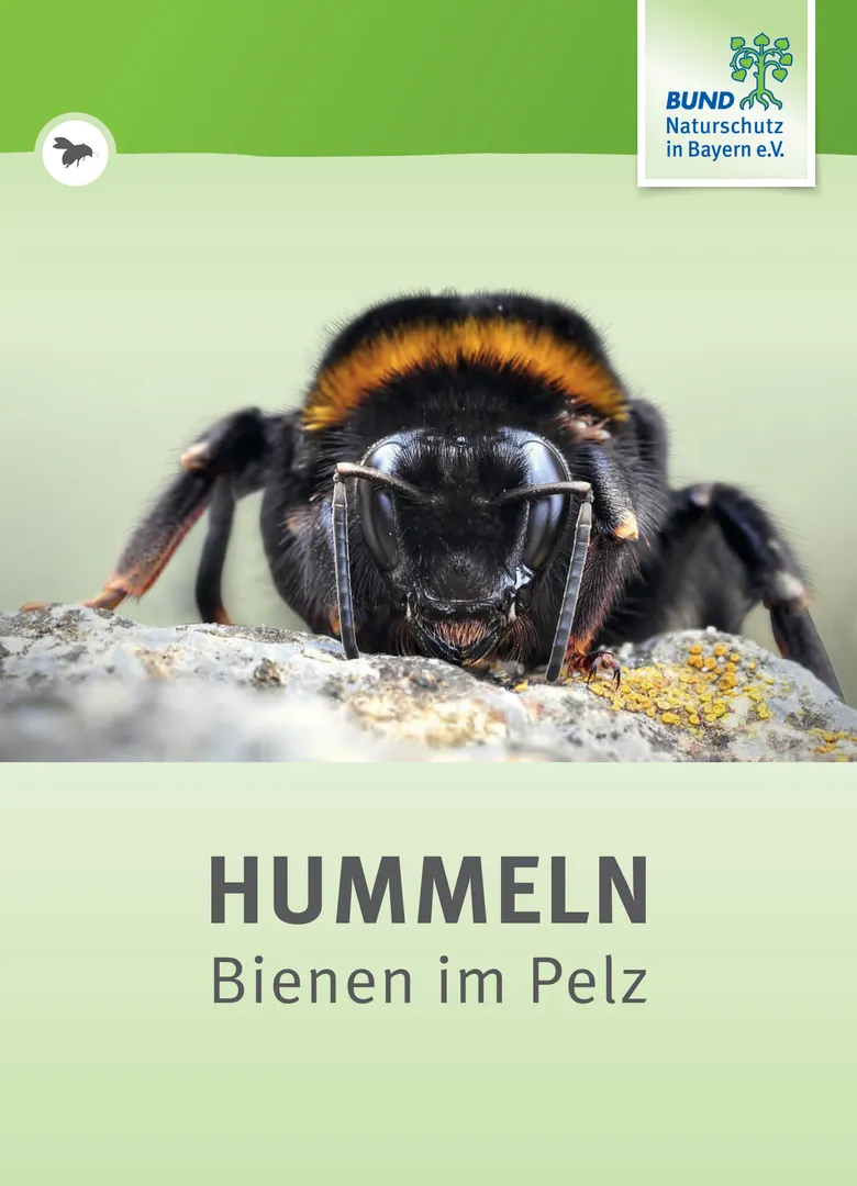 Wanderausstellung „Hummeln – Bienen im Pelz“