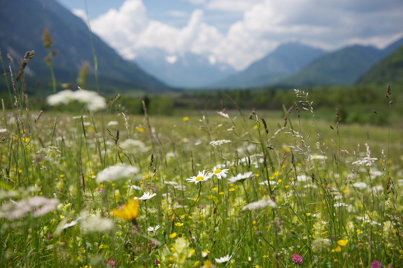 Kräuterwanderung