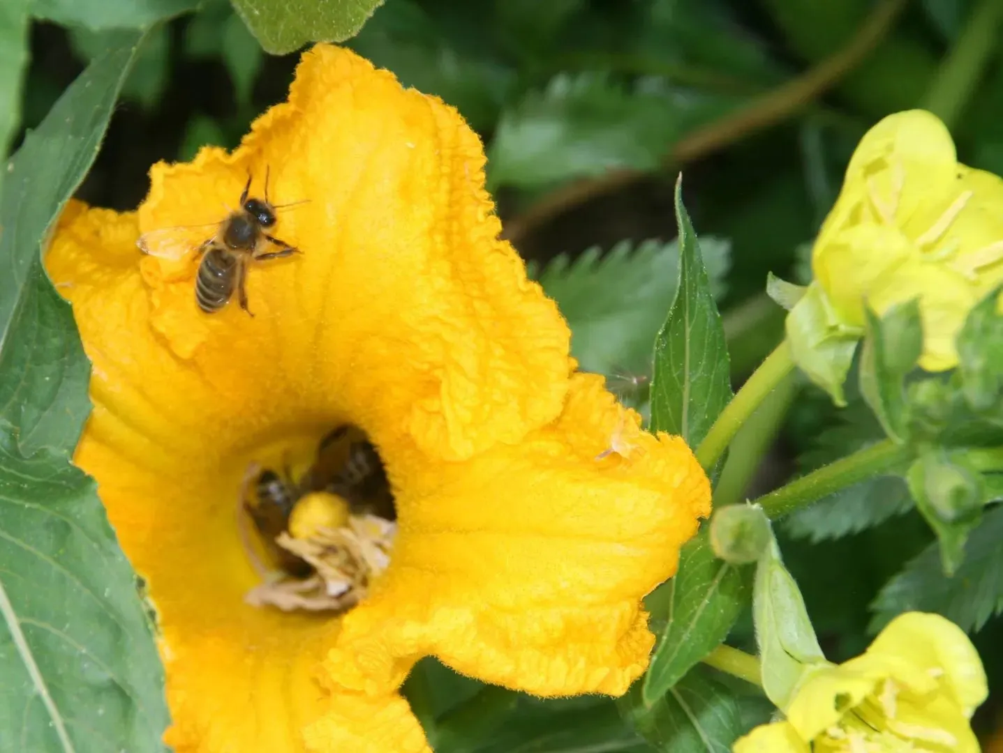 BIOPOLY KLIMAwandeln - Bienenforum, Natur- und Kunstwerkstatt