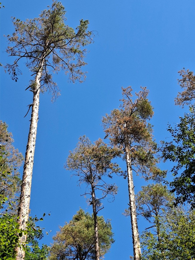 Aktuelle Informationen aus dem Forstrevier über unsere Wälder