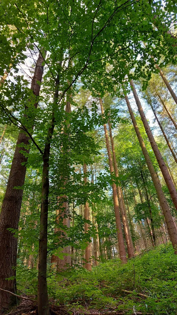 Naturerlebnis: Waldbaden