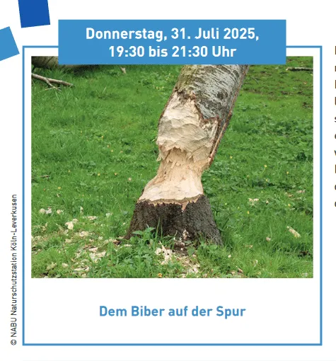 aqualon-ferienprogramm-entdeckerwoche-dem-biber-au.png