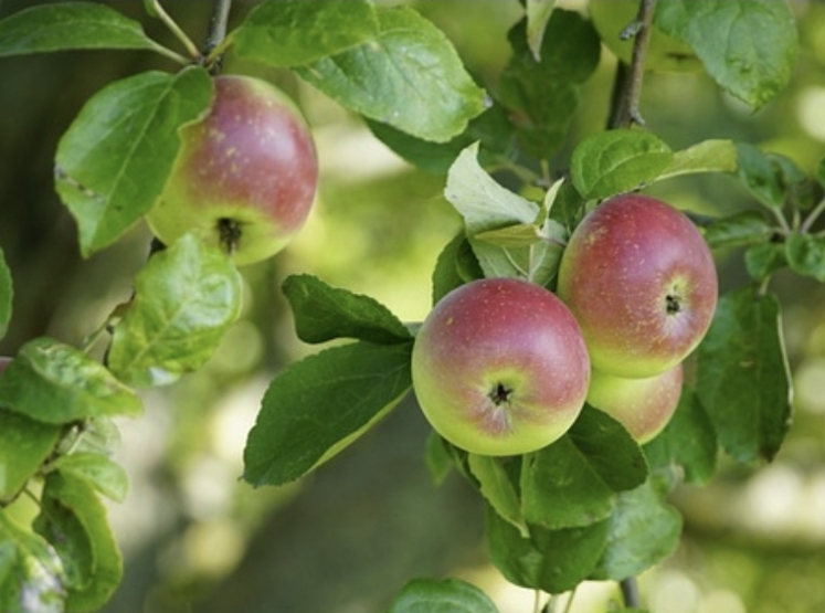 Äpfel zum Mitnehmen