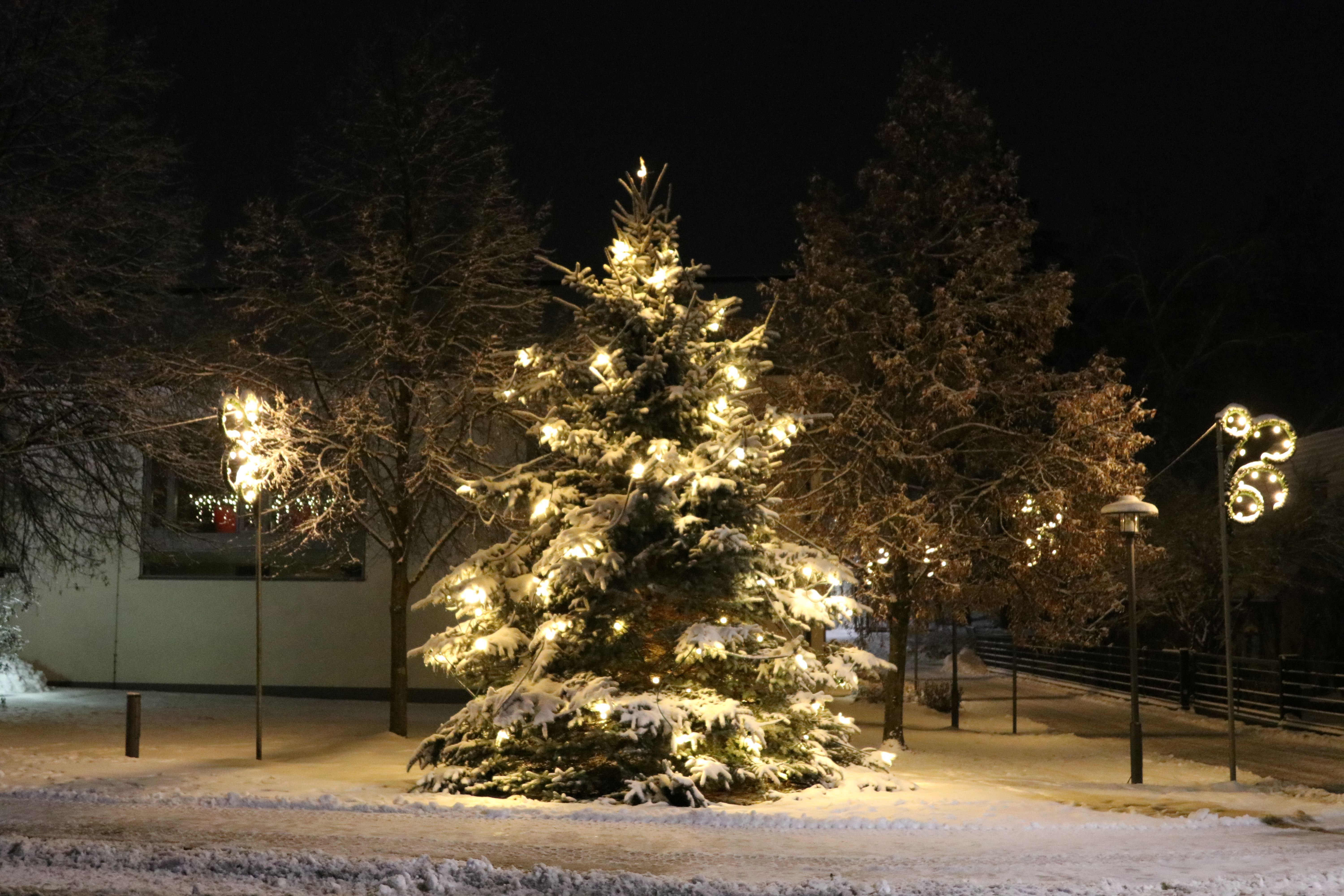 Weihnachtsbaum für den Rathaus-Vorplatz gesucht
