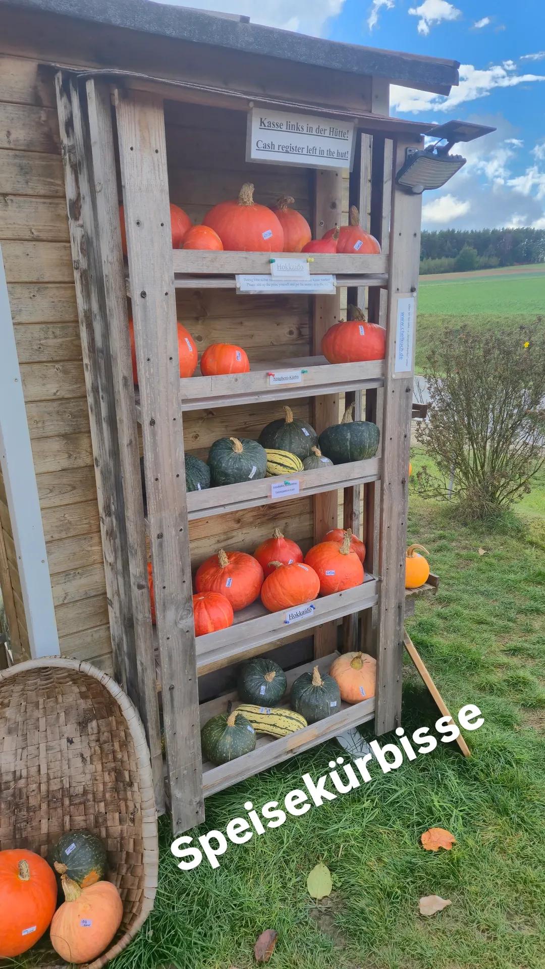 Halloweenkürbisse / Rest an Speisekürbissen und Zierkürbissen 