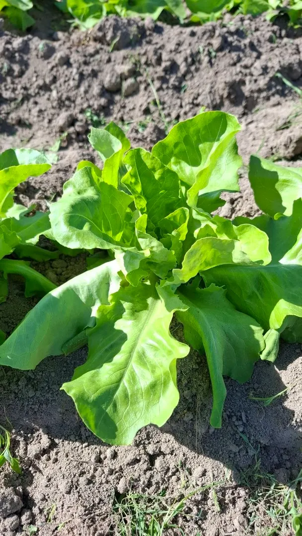Das erste Gemüse der Saison wächst auf dem SoLawi-Feld