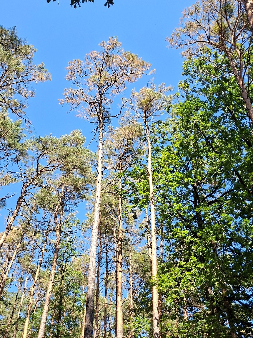 Aktuelle Informationen aus dem Forstrevier über unsere Wälder