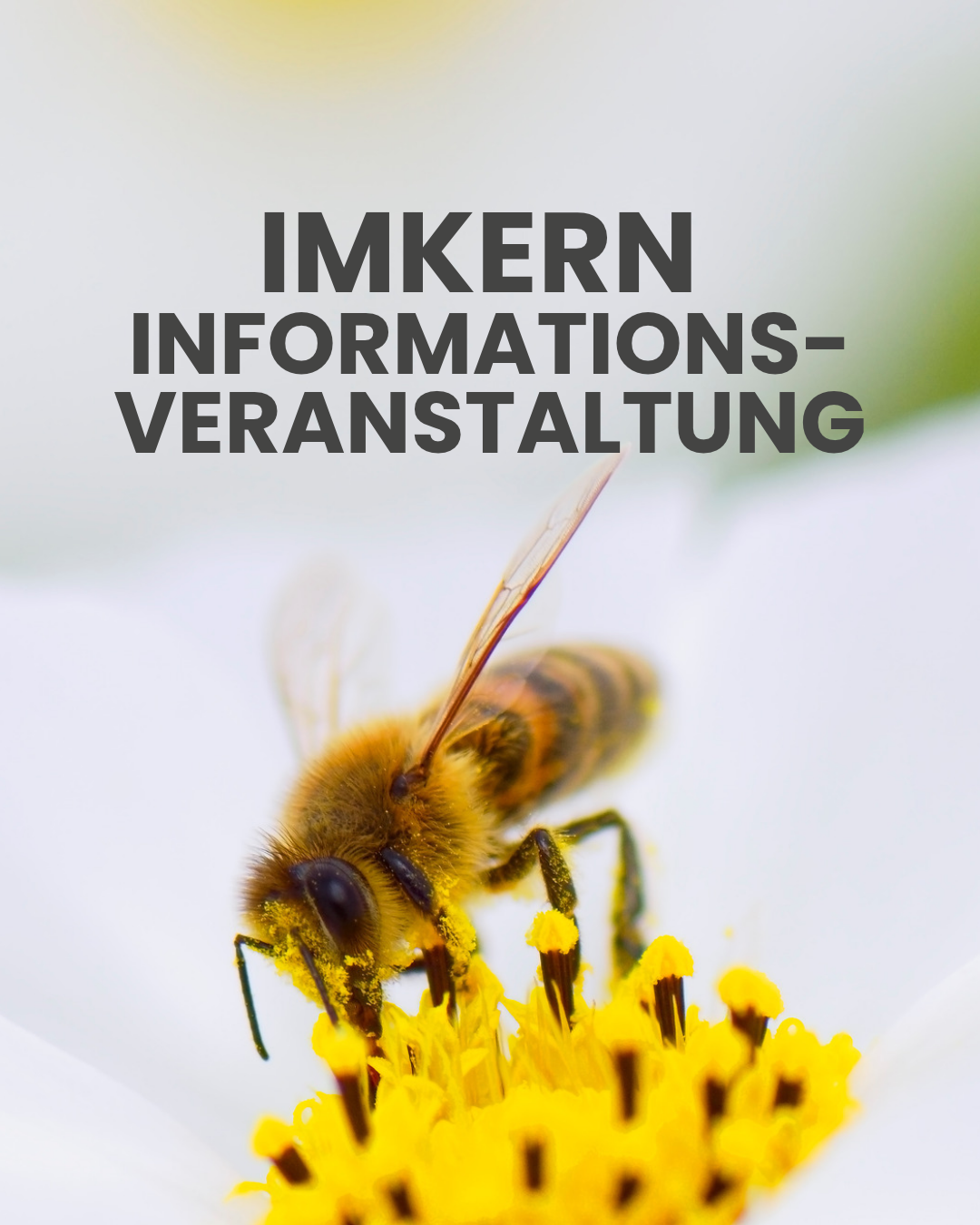 Anfängerkurs Imkern - Informationsveranstaltung