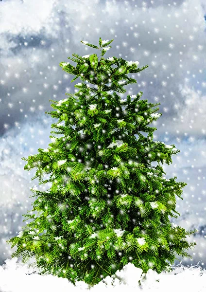 Christbäume gesucht