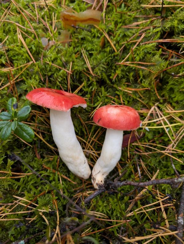 BUND Naturschutz - Heimische Pilze im Reichswald