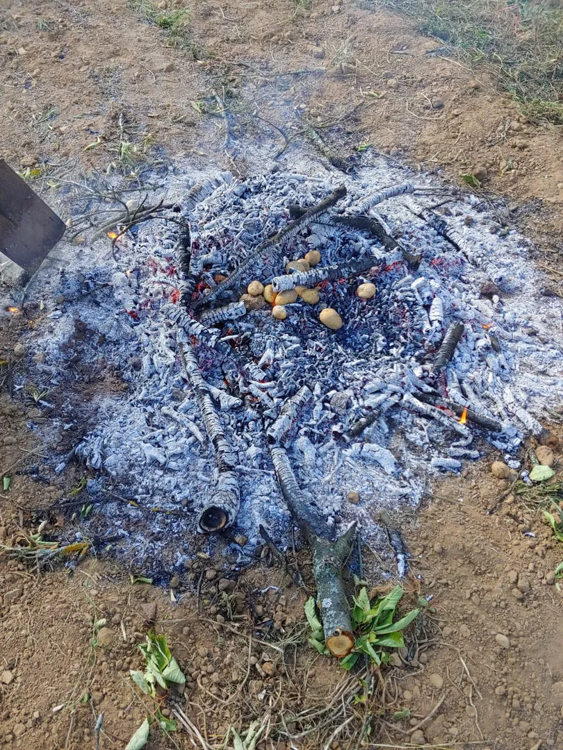 Kartoffelfeuer