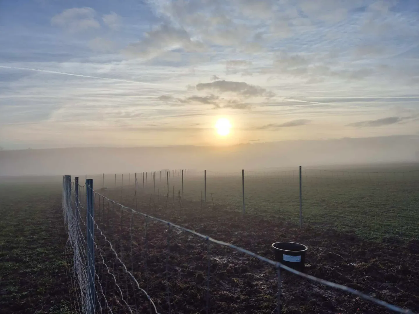 Agroforstmaßnahme für klimaangepasste Landwirtschaft