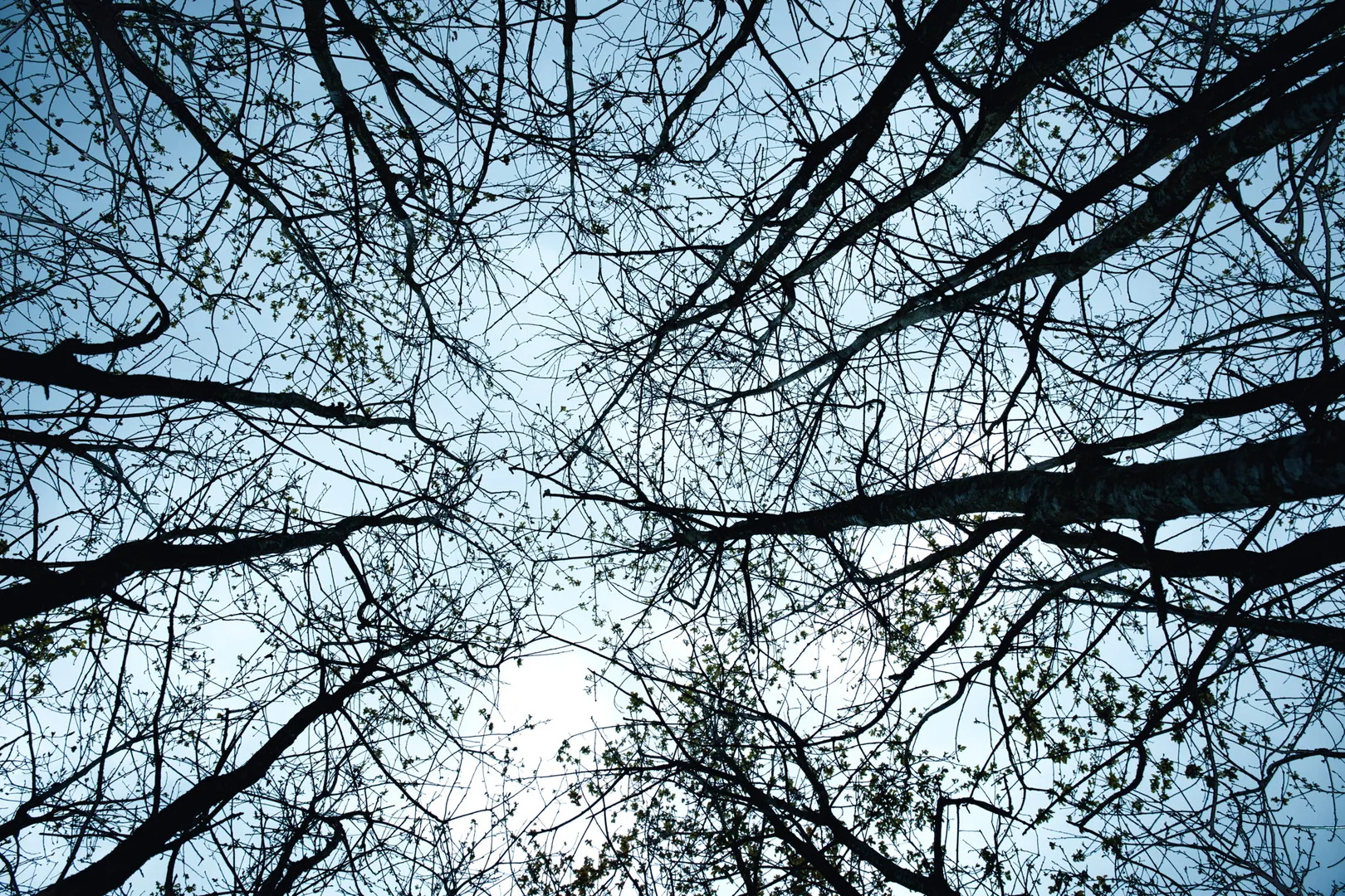 Wald im (Klima-) Wandel