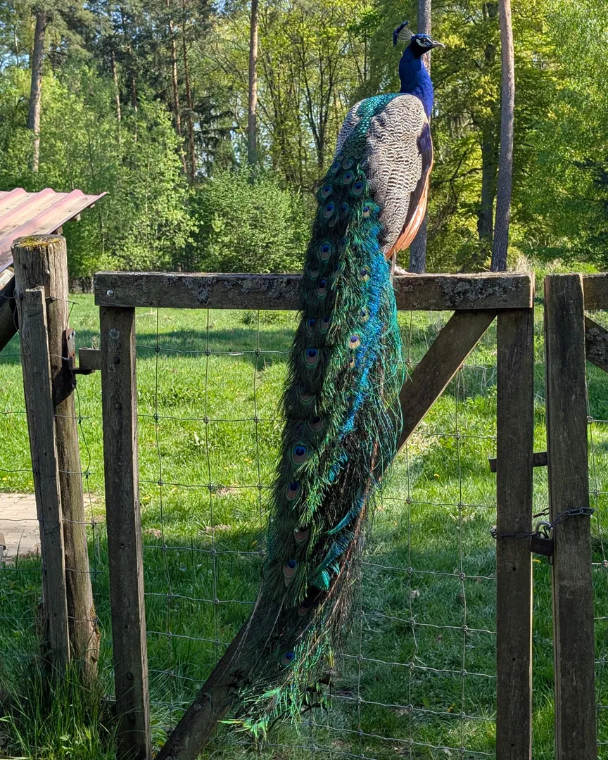 Das Eulennest erobert die Alte Fasanerie Hanau