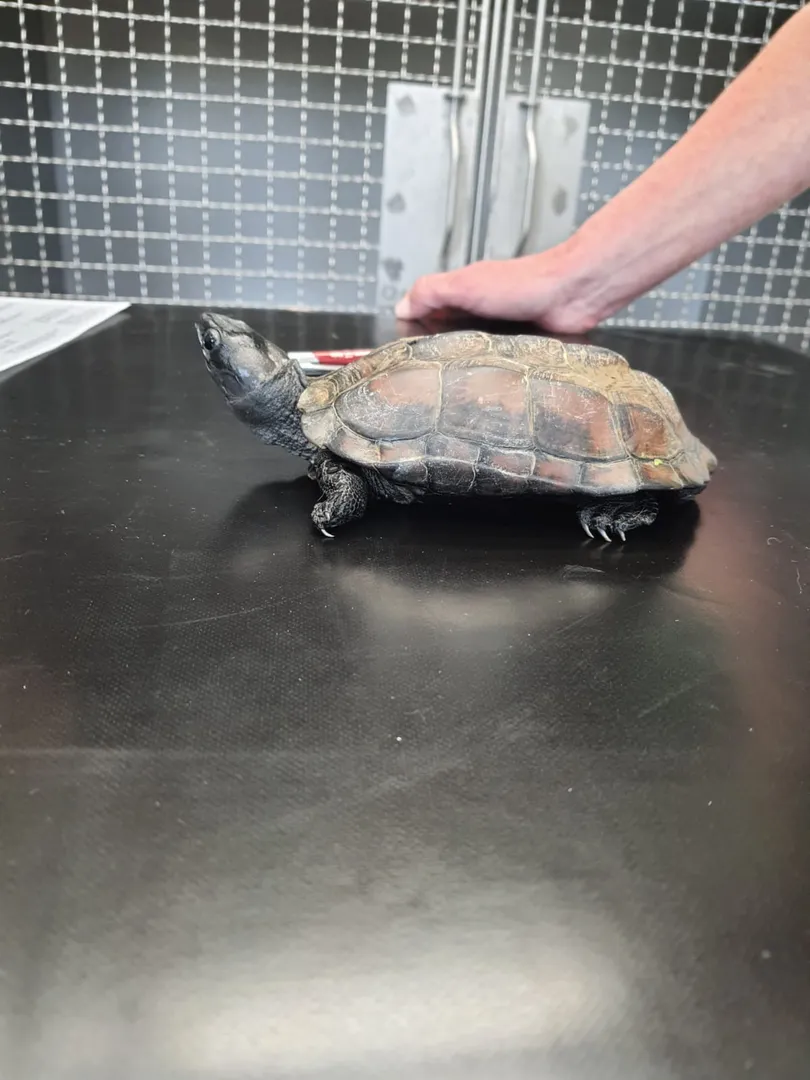 Schildkröte gefunden