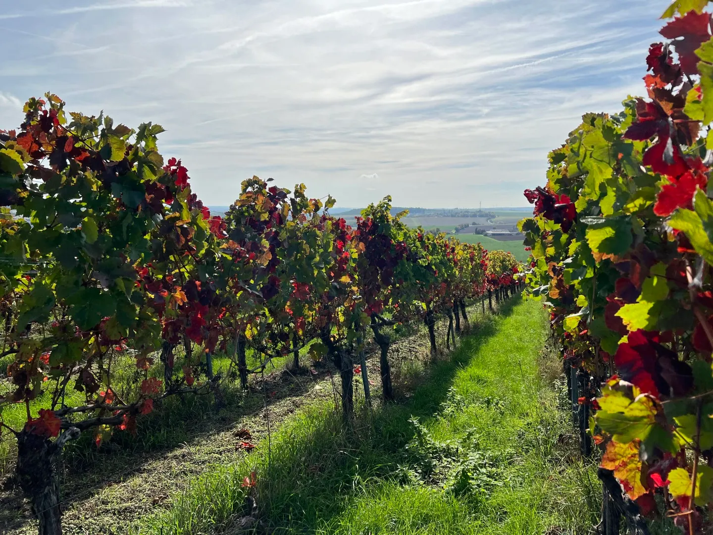 3.10.26 Weinbergswanderung OGV - abgesagt