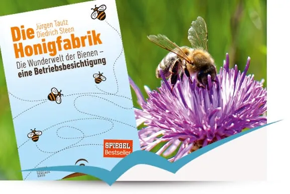 Buchempfehlung: „Die Honigfabrik“ Die Wunderwelt der Bienen – eine Betriebsbesichtigung