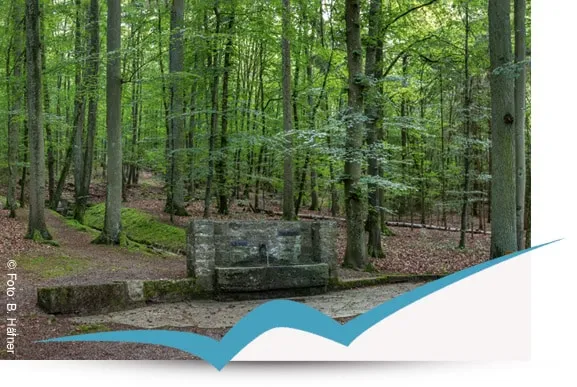Wald im Klimawandel