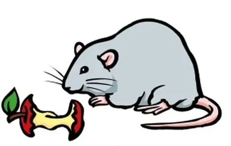 Meldung von Ratten, Vermeidung von Rattenbefall