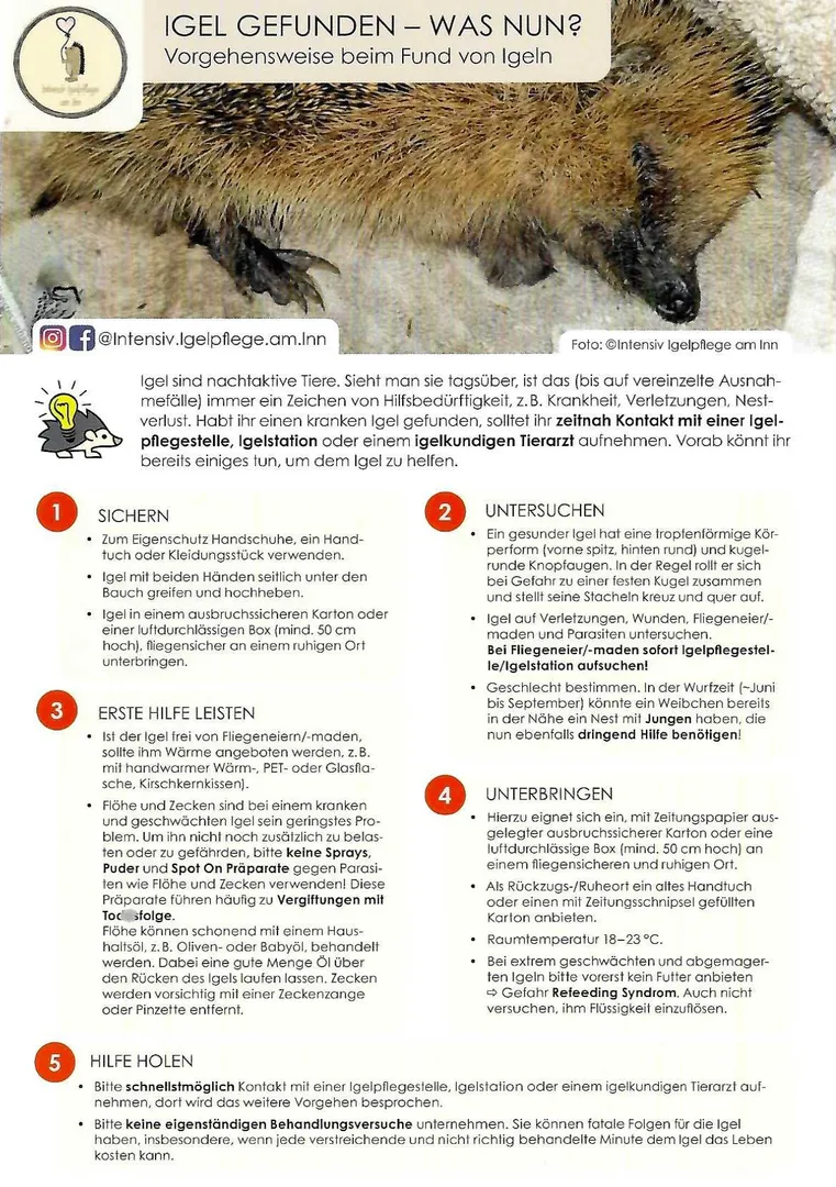 Igel gefunden - was nun? So können Sie helfen.