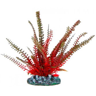 Aquatic Plants акваріумна рослина, 13 см × 10 шт/уп