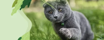 Для котів