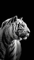 Tiger bw