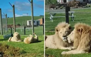 10 најопасни животни во светот