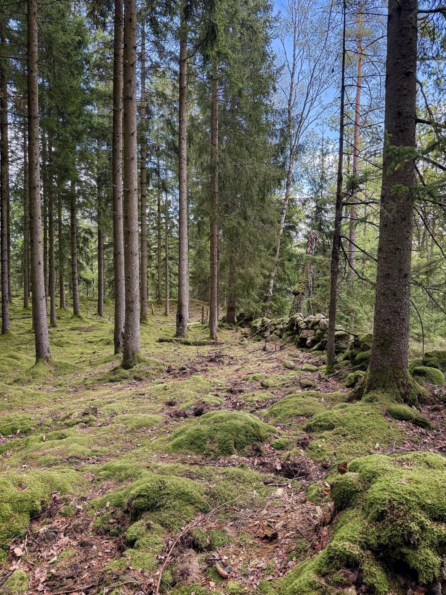 Vertical view of a dense forest with tall pine trees and a ground covered in lush green moss. Several moss-covered rocks and scattered leaf litter accentuate the forest floor, which slightly undulates with small mounds. The trees are closely spaced, with sunlight filtering through the canopy, casting dappled light across the scene.