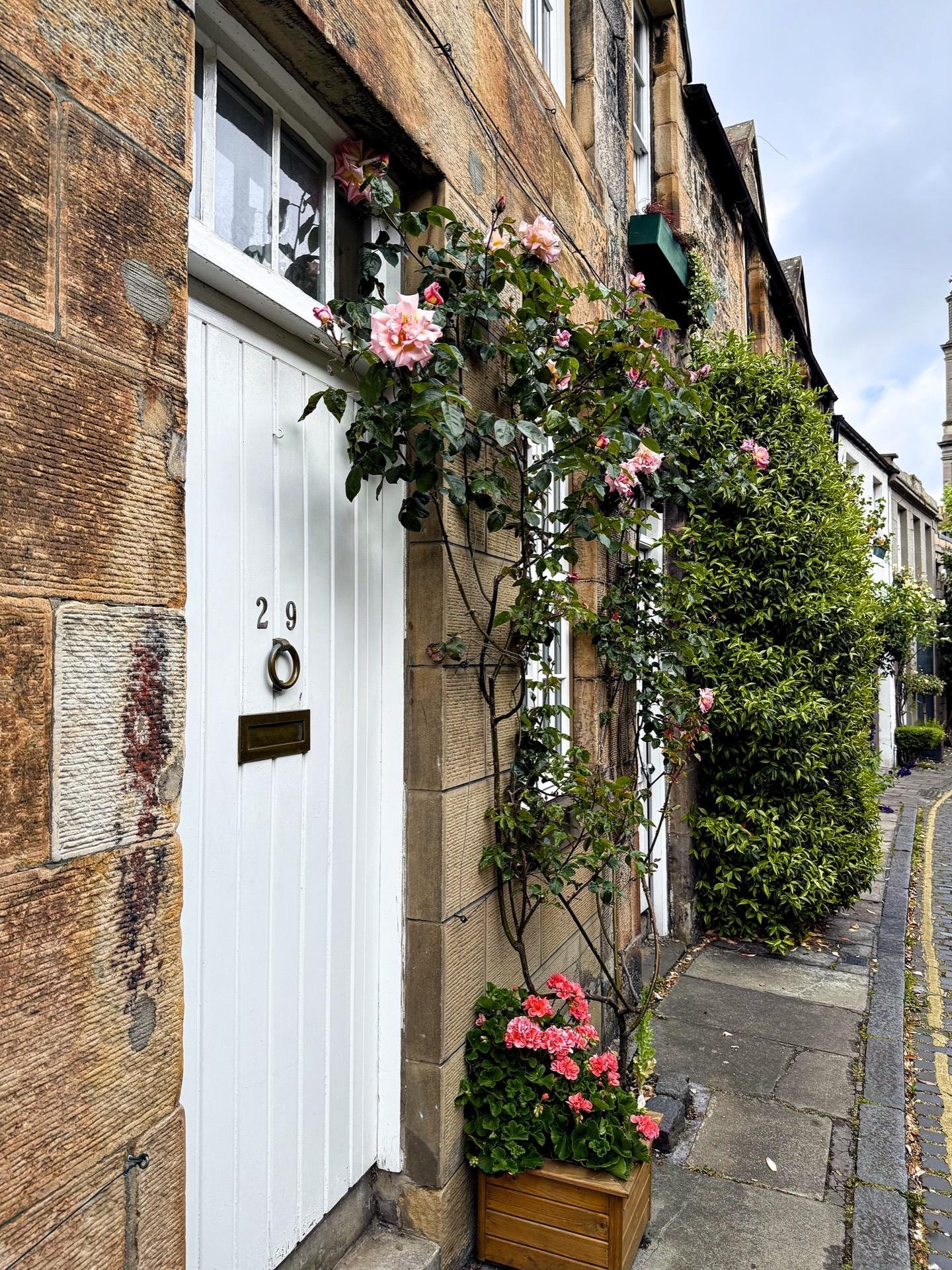 White door with the number '29' on a sandstone building, adorned with pink roses climbing around the frame and a potted plant with pink flowers at the base. The door has a brass letter slot and a window partially covered by a white curtain. The sidewalk next to the building is paved and lined with other green bushes.