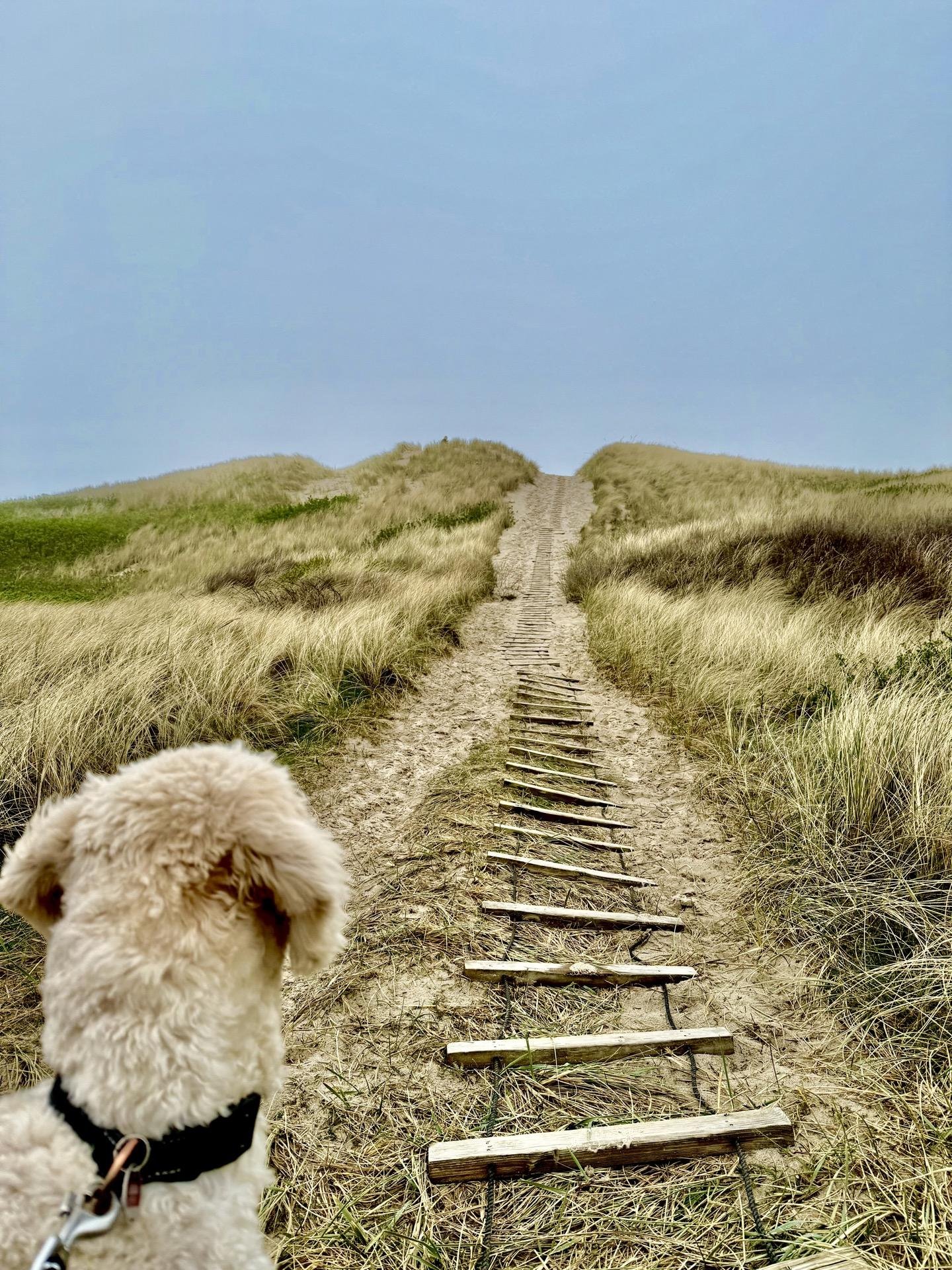A light-colored dog in the foreground looks up a sandy path with wooden beams laid out as steps. The path is flanked by tall grass and leads upwards between two grassy dunes under a pale blue sky.