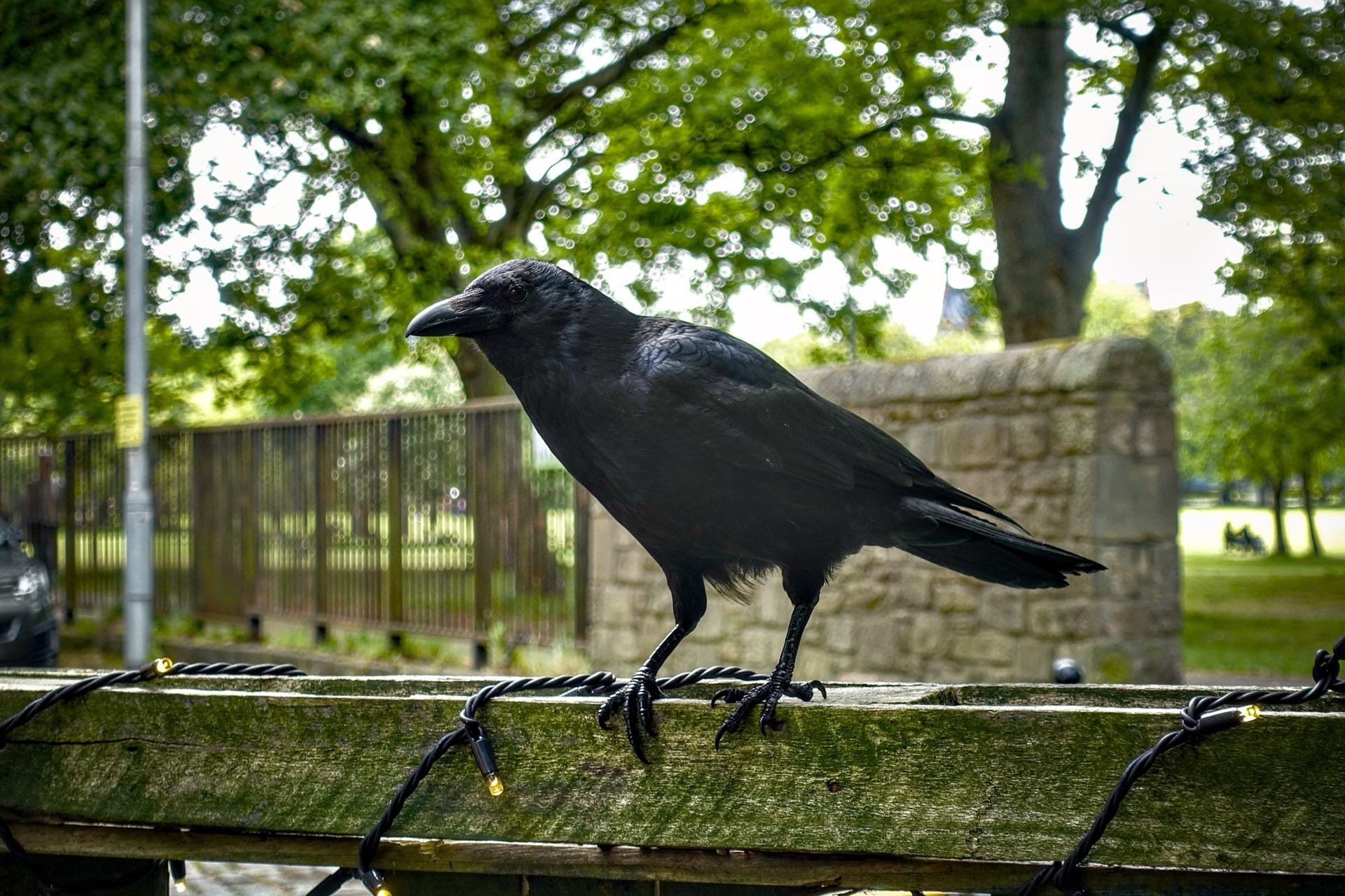 Black crow standing on a weathered wooden bench topped with barbed wire, with a verdant park and metal fence in the background.