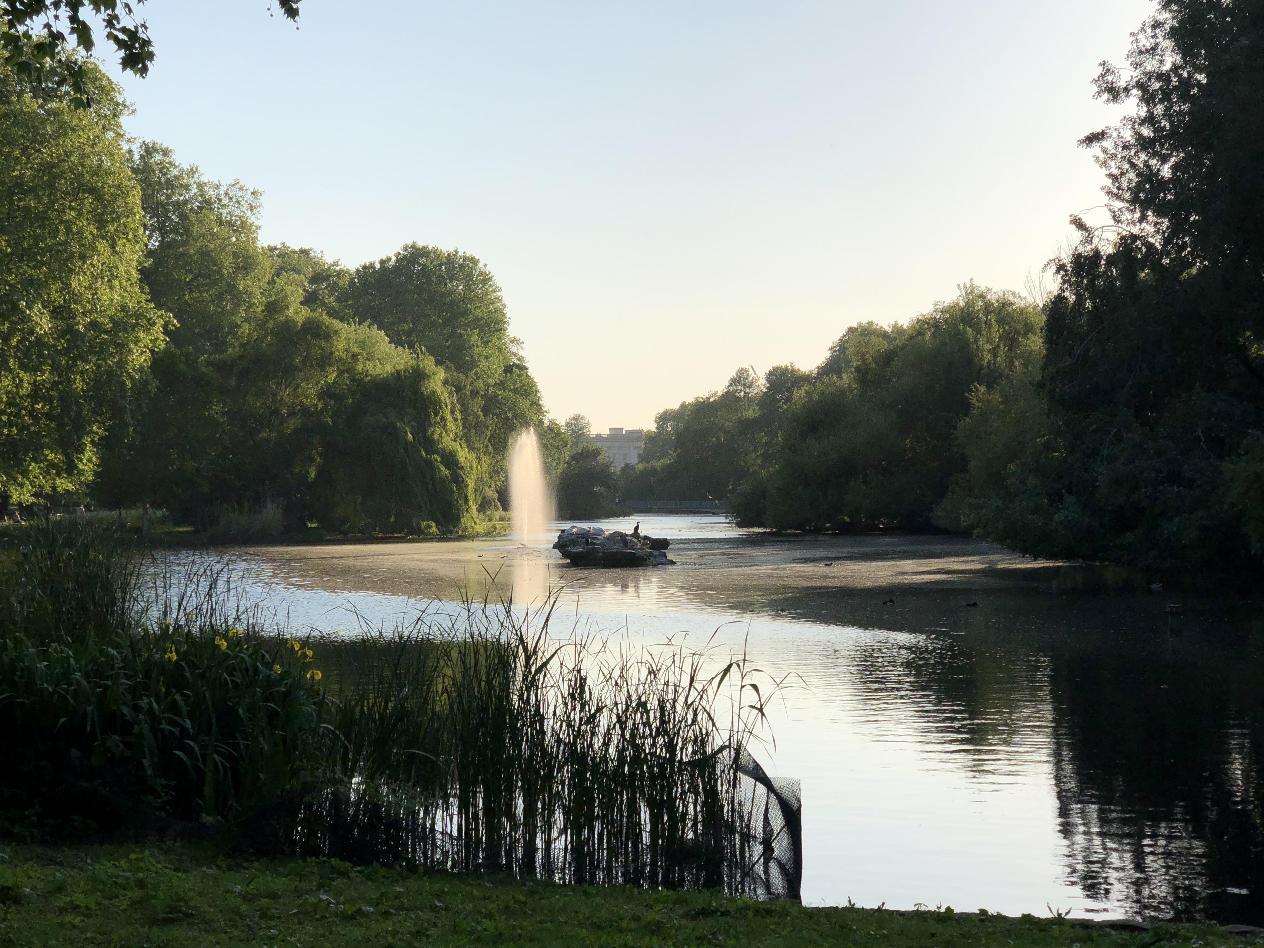 Sunset over a serene lake with a central fountain spraying water upwards, surrounded by lush green trees reflecting in the water. In the foreground, reeds and yellow flowers are visible at the water's edge.