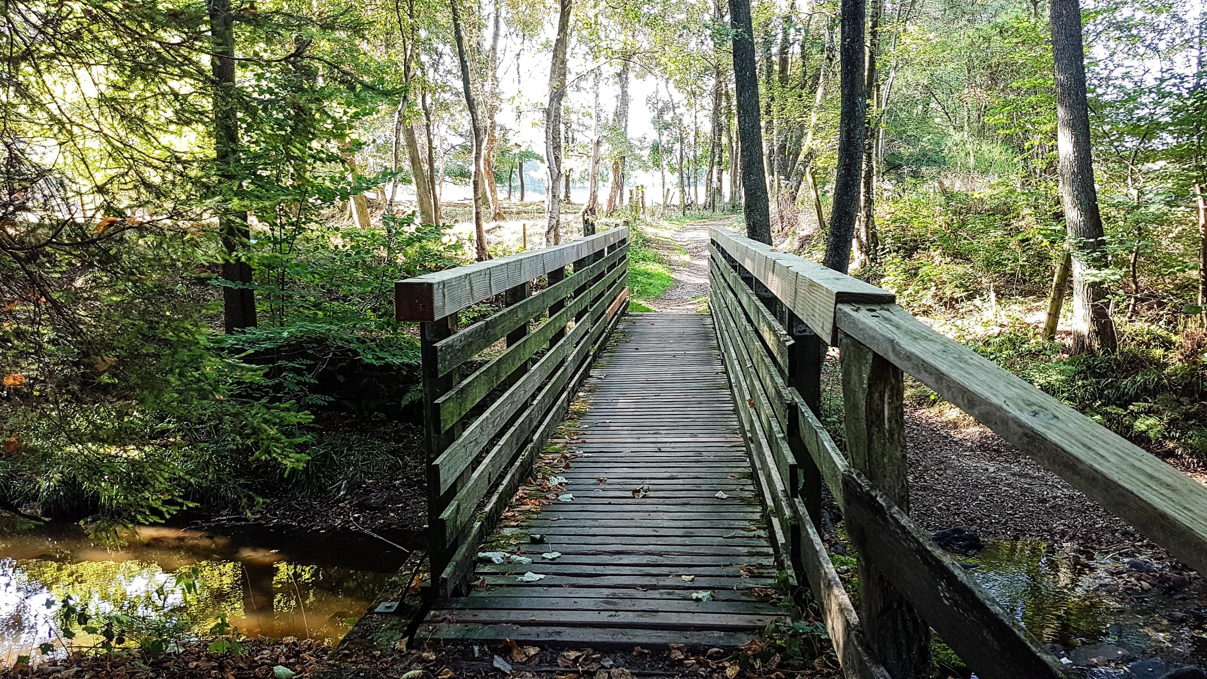 Wooden bridge with railings crossing over a small creek in a forested area, surrounded by trees with green and yellow foliage and dappled sunlight. Fallen leaves are scattered on the bridge.