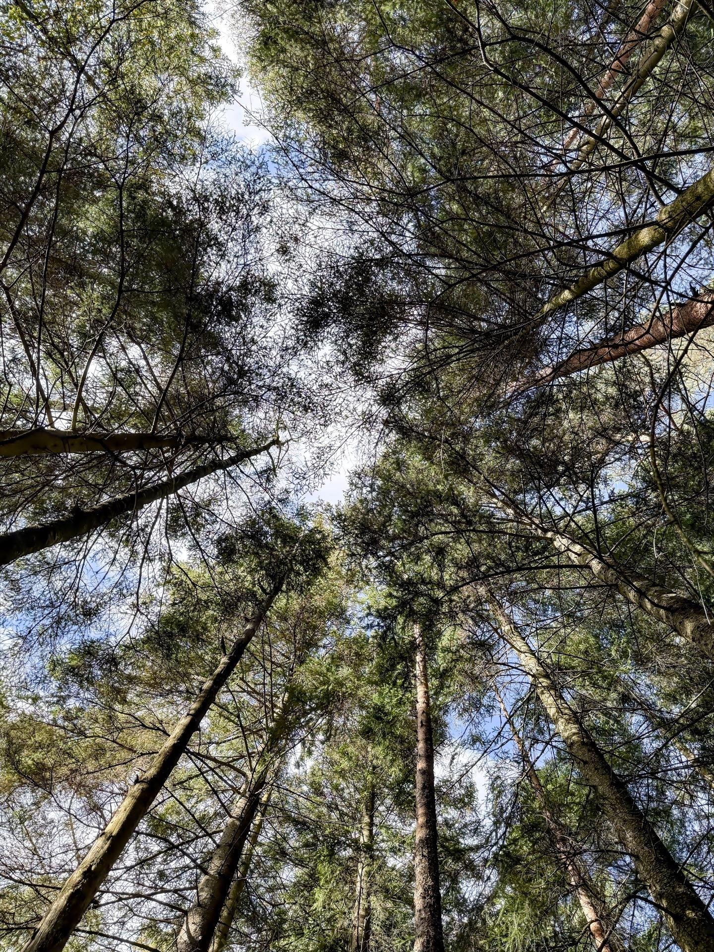 View of a sky through a dense canopy of tall, narrow pine trees with intertwined branches, captured from a ground perspective. The sky appears as a small, irregular patch amidst the thick coverage of green foliage and dark branches. Bright sunlight filters through the trees, creating contrasts between light and shadow.