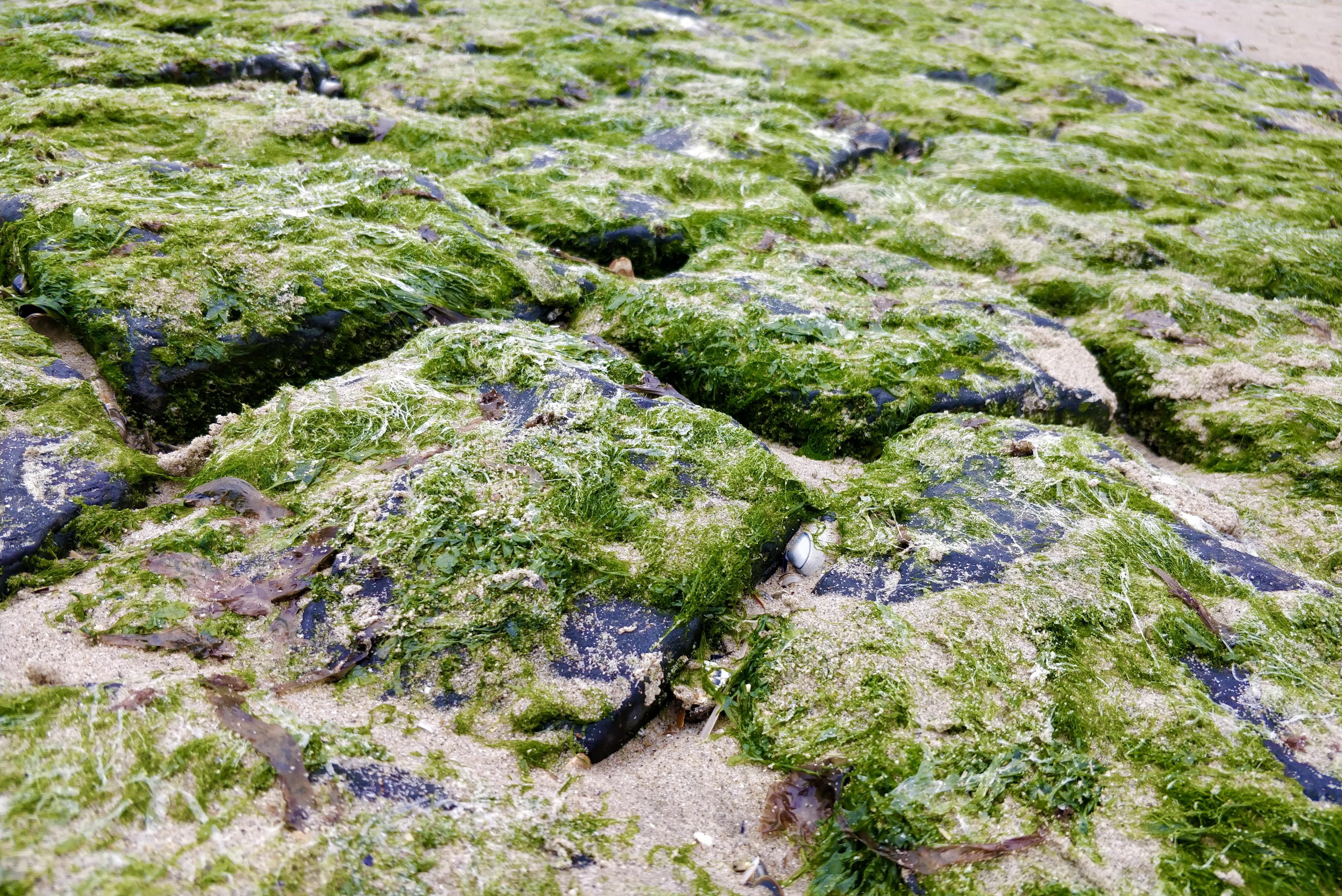 Close-up of moss-covered rocks on a sandy beach, showing green seaweed and small shells lodged in crevices. The rocks are uneven and darkly colored beneath the vibrant green growth.