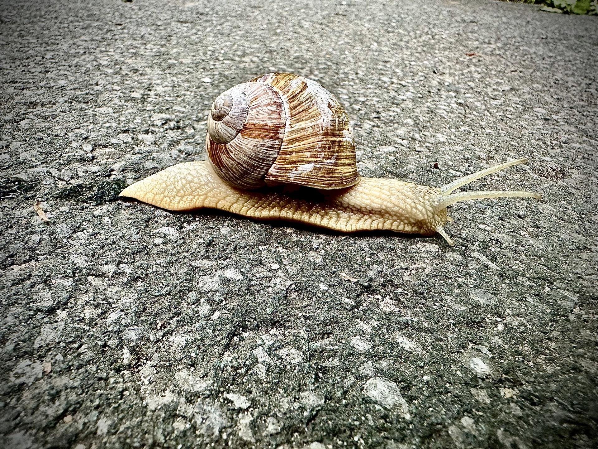 Close-up of a brown and beige snail with a textured shell, crawling on a rough gray asphalt surface. The snail's body is extended forward, with its feelers prominently visible.