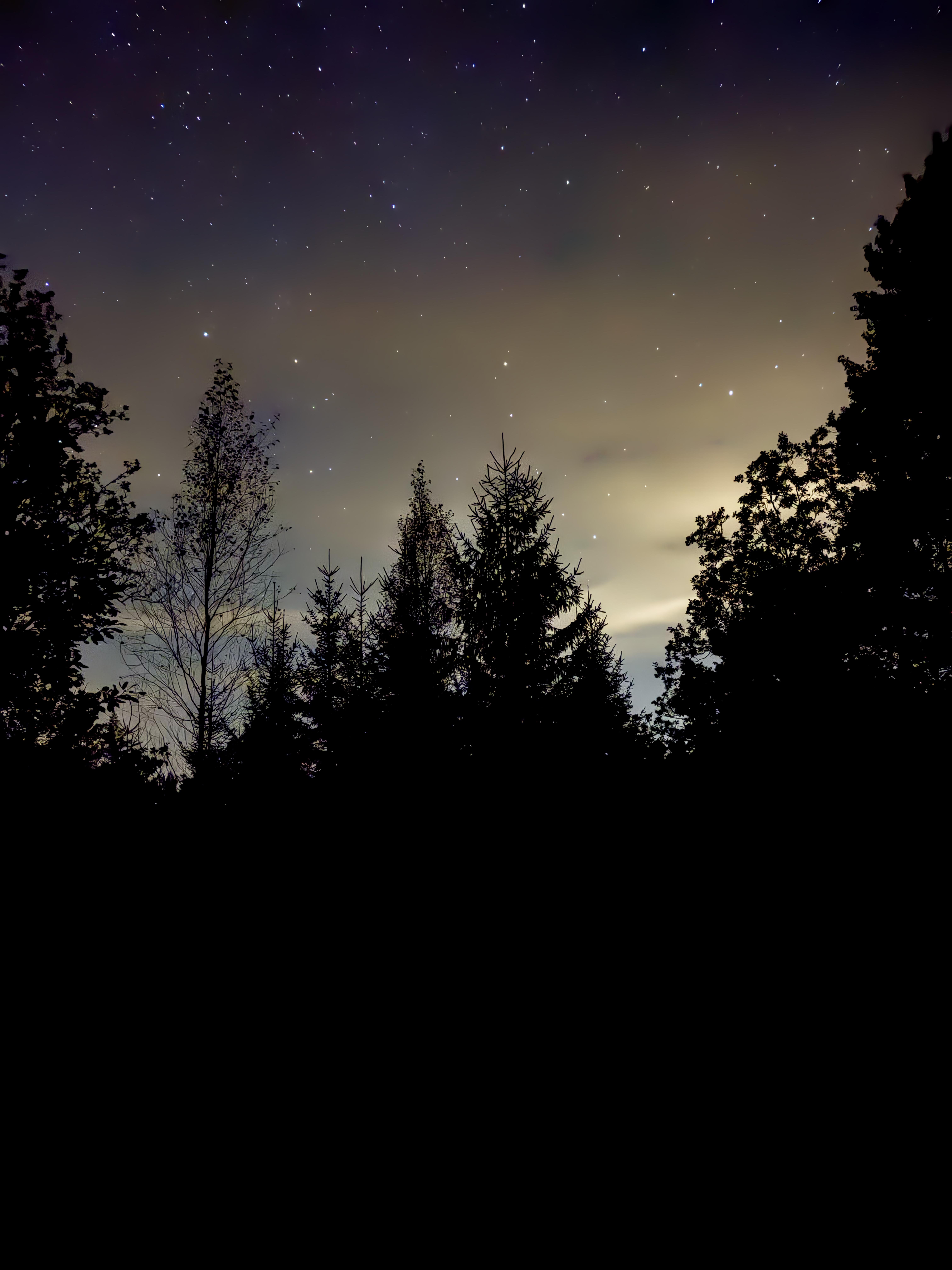 Night sky peppered with stars above silhouetted pine trees against a gradient of twilight hues ranging from deep blue to brown.