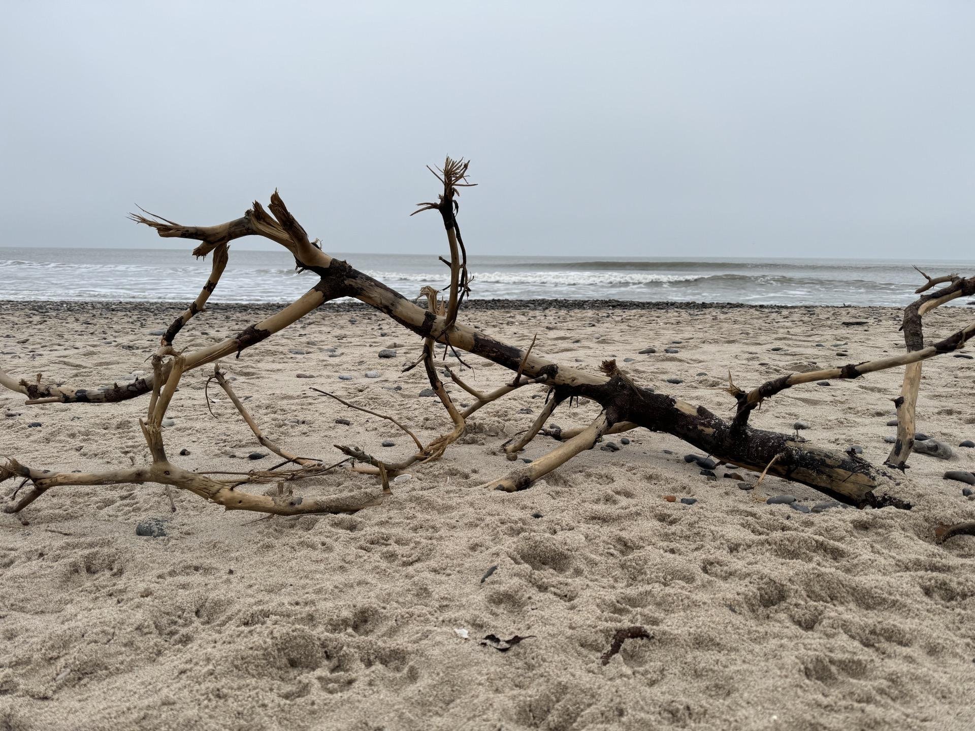 Large, twisted driftwood lying on a sandy beach with gentle waves in the background on an overcast day.