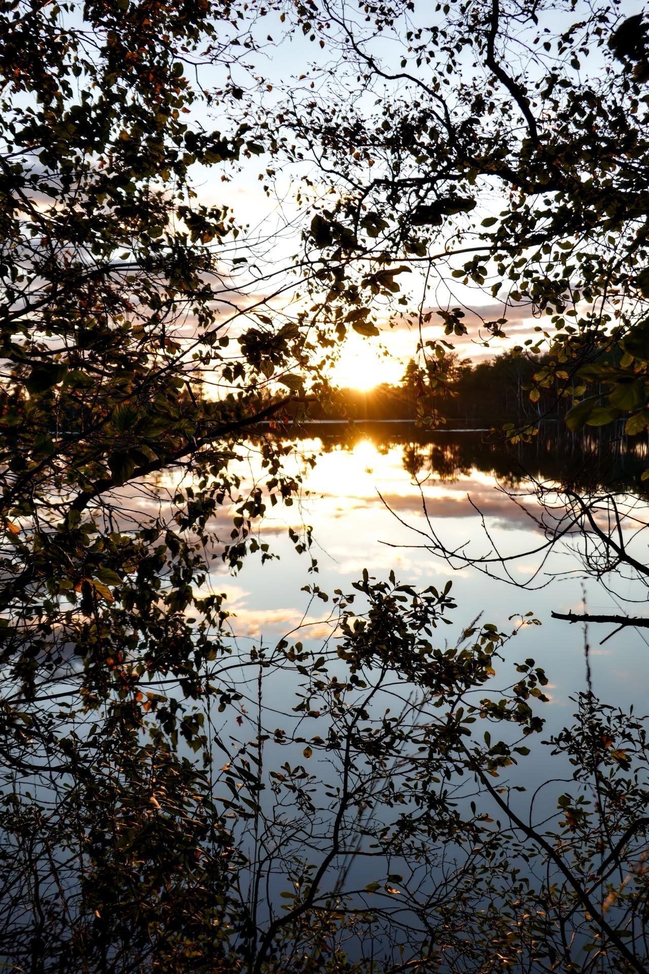 Sunset seen through a dense silhouette of tree branches and leaves over a calm lake, reflecting the sun and clouds in the water.