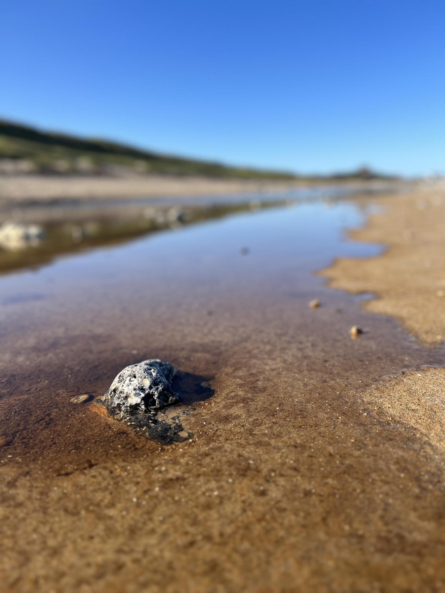 A close-up view of a speckled rock centered on wet sand with shallow water reflecting the sky. The background shows an out-of-focus beach landscape under a clear blue sky.