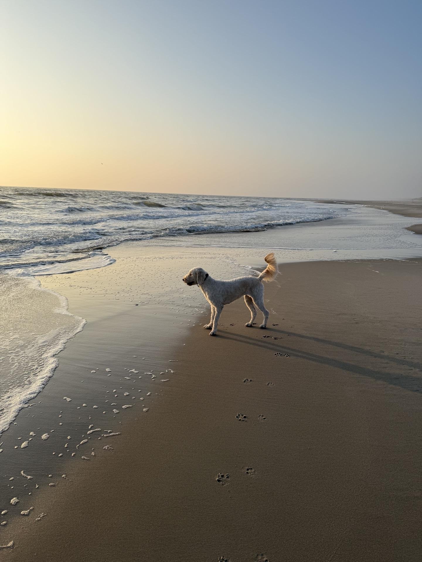 A dog with a raised tail wanders along a sandy beach, leaving a trail of paw prints. Gentle waves break on the shore under a clear sky at sunset. The sun casts a soft light over the scene, enhancing the serene atmosphere.