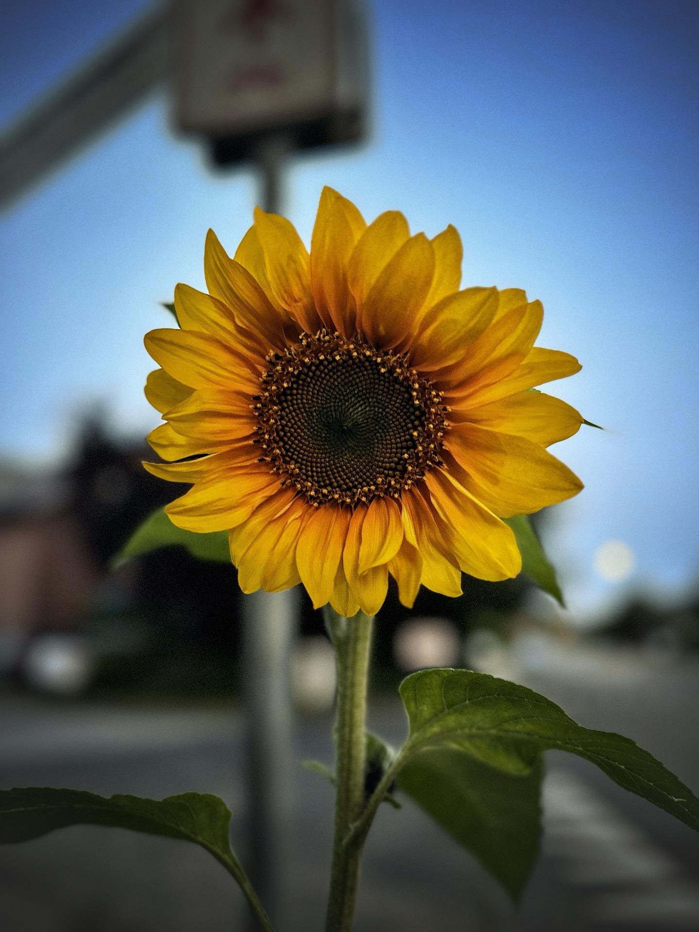 Close-up of a vibrant yellow sunflower with a dark brown center and green leaves, standing against a softly blurred background that includes a street sign and twilight sky.