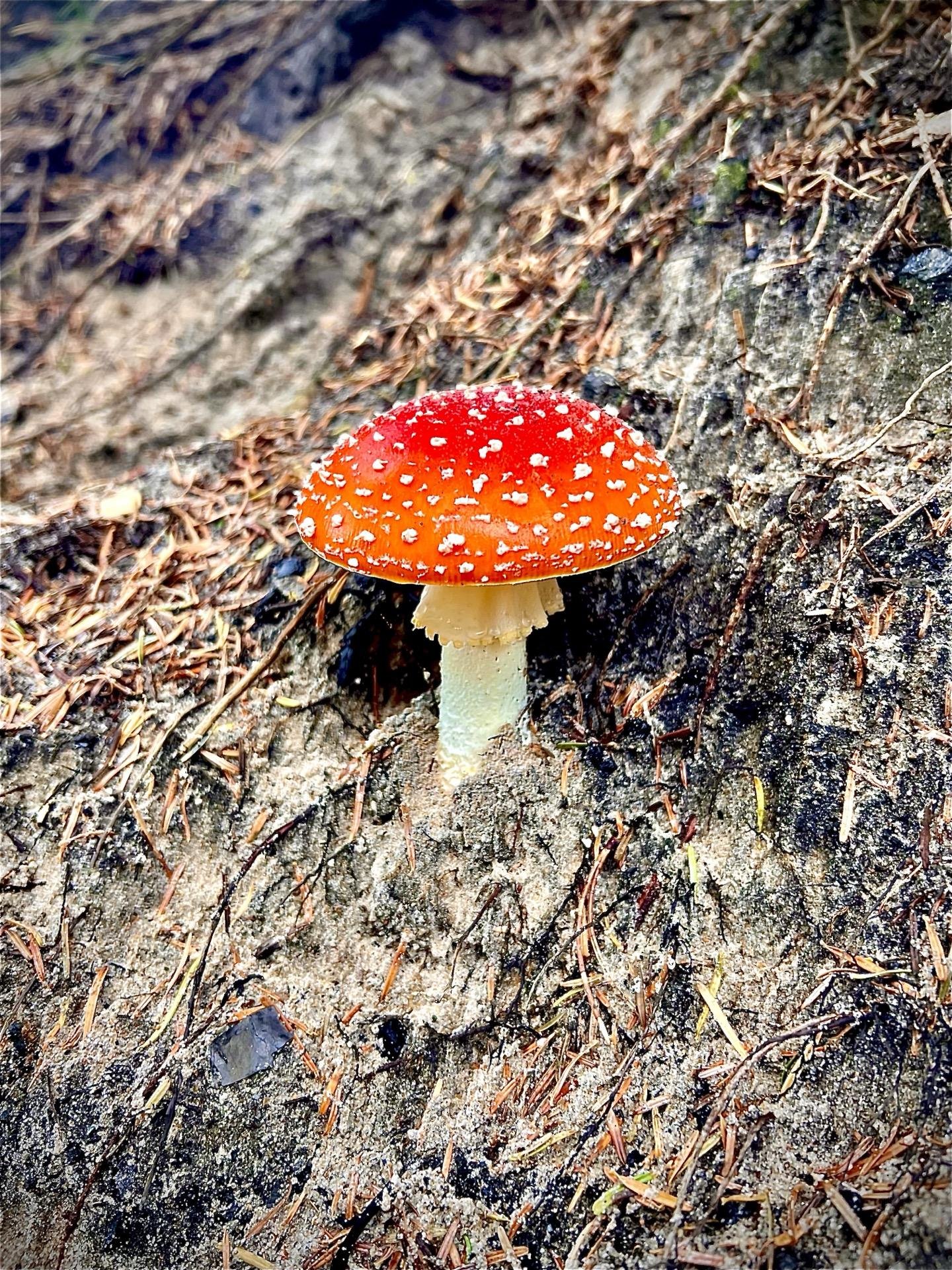 A vibrant red mushroom with white spots stands on a pale stem, emerging from a dark, textured ground scattered with small pine needles and bits of soil.