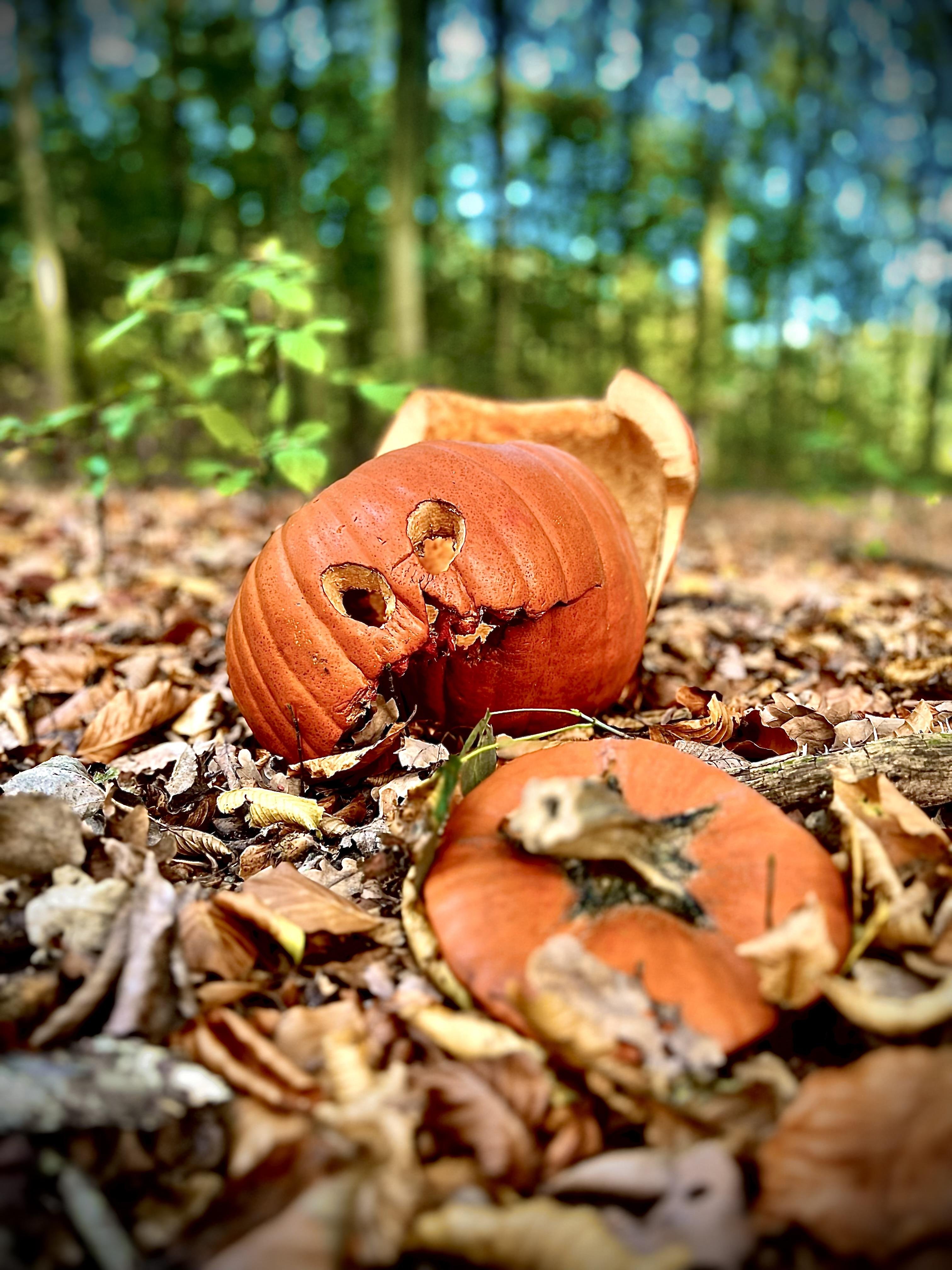 A broken pumpkin, its large pieces scattered amongst dry leaves on a forest floor. The focus is on its wrinkled, orange surface and cracked features, resembling a face with circular hollow eyes. In the background, blurred green trees hint at a dense forest.
