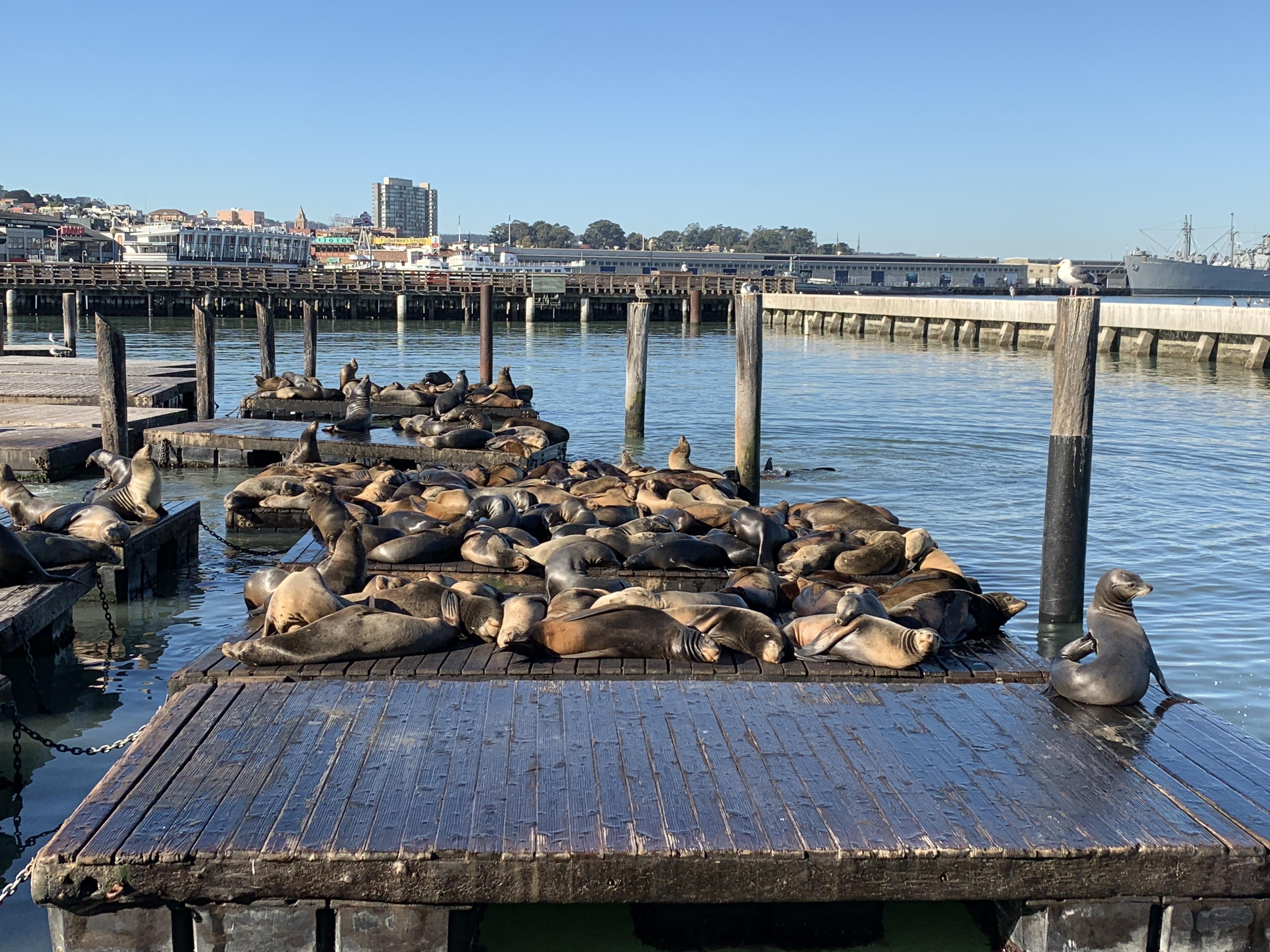 Sea lions resting densely on wooden docks with some swimming in surrounding water, under clear blue skies. Several piers and an urban waterfront visible in the background.