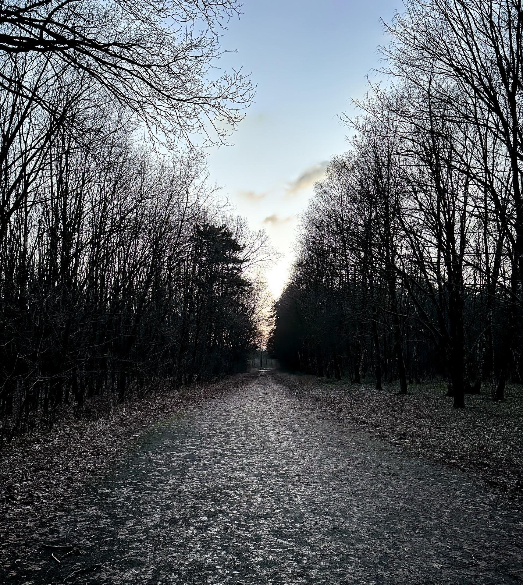 A gravel path through a dense forest of bare trees in winter. The sun, partially hidden, creates a bright spot and casts a glow on the pathway. The sky is clear above the treeline, and the trees are tall and thin, creating a vertical frame along the path. Shadows from the sun stretch across the gravel, enhancing the texture of the path.